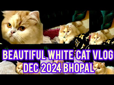 Beautiful White Cat Live Bhopal Youtube l Vlog video l viralvedeo l Mukund Sable