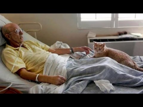 Cat Comforts Elderly People at Bedside When Sensing Death ...