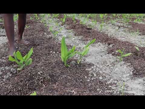 खेती की एक महत्वपूर्ण और लाभकारी तकनीक – जैव मल्च