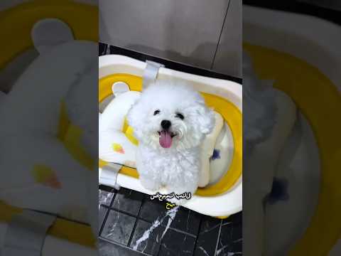 🌟🛁 تحوّل لونا بعد الاستحمام السحري! ✨ #shorts