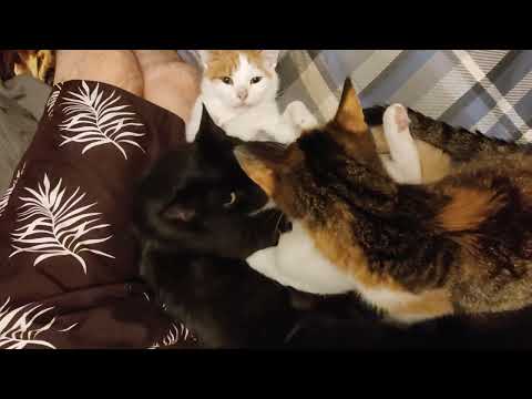 Cuddle time with 4 cats