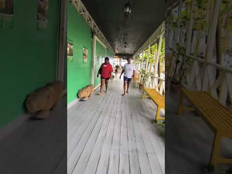 Buga mama, Livigston Izabal