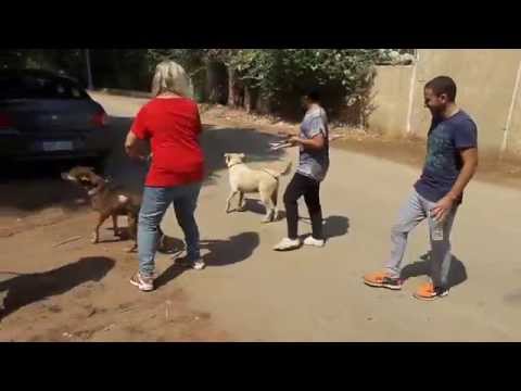 ESMA Open Day @ ESMA Dog Shelter / 2