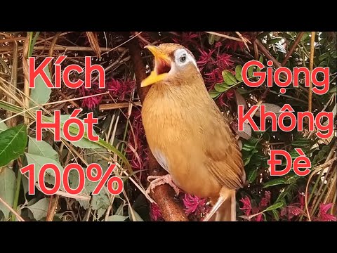 Họa mi kích hót / giọng không đè