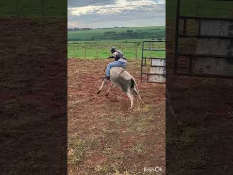Treino de rodeio em Mirador pr