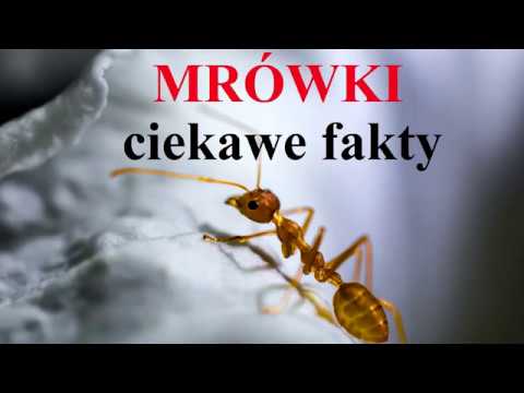 MRÓWKI - ciekawe fakty i informacje