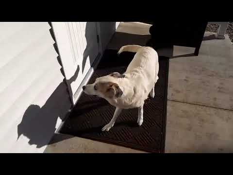 ETHEL, an adopted Anatolian Shepherd Mix in Lincoln, NE_image-1