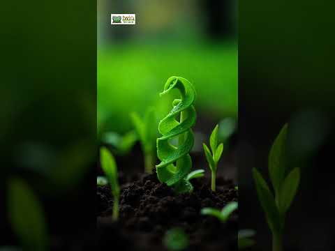 10 Best Wet Soil Plants for a Thriving Garden You Didn’t Know About!