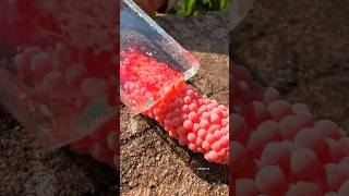 Download lagu Snail Eggs Were Destroyed Using Glass, So Poor #shorts mp3 Download lagu Snail Eggs Were Destroyed Using Glass, So Poor #shorts mp3