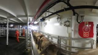 The Live Cattle Export Journey (Part 3) – Loading and Onboard a Ship