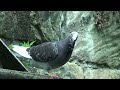 Pigeons England UK Just Hanging Local