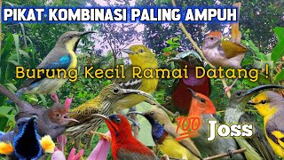 Download lagu SUARA PIKAT Burung Sogon, Sirtu, Pijantung, Kemade & Prenjak Paling Ampuh mp3 Download lagu SUARA PIKAT Burung Sogon, Sirtu, Pijantung, Kemade & Prenjak Paling Ampuh mp3