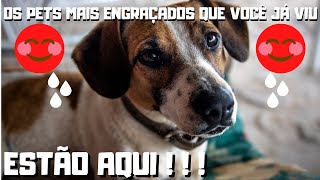 OS PETS MAIS ENGRAADOS QUE VOC J VIU!!!   2021