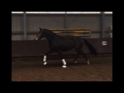 3 jähriger Wallach von Fürstenball x Don Romantic x Rohdiamant