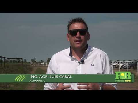 Advanta realizó en Colonia Raquel un ensayo sobre cultivo de sorgos