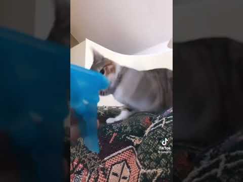 Cat scared to water spray bottle