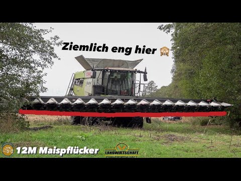 Mit dem 12M Maispflücker ist das Ziemlich eng hier 🙈 16 Reihen Mais auf einem Schlag! 1400ha