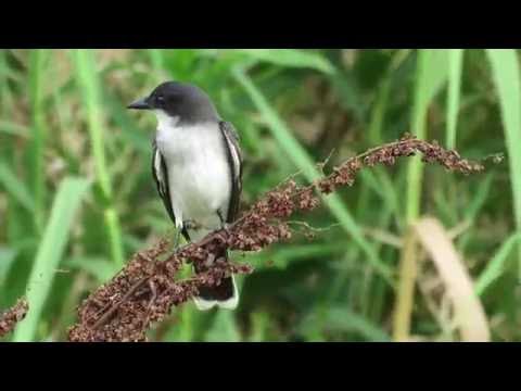 Postriežkar kráľovský (Tyrannus tyrannus) — biotop a pohyb