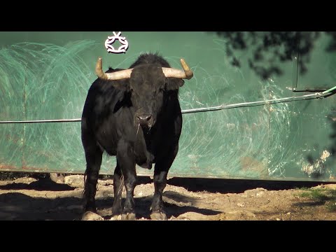 Los Toros Bravos Reseñados para la Feria de San Isidro 2022 de Ganadería VALDEFRESNO