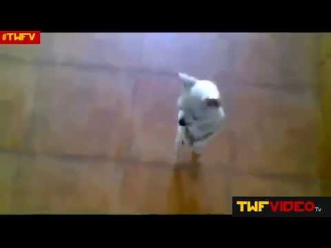 How is This?Funny  Dog