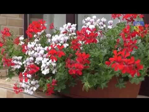 Vizitează HUNEDOARA - Loc Sigur - PENSIUNEA RUSTIC