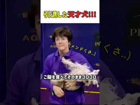 【ギャップ萌え】やる気ゼロの「ご隠居犬」…本気を出した瞬間、会場が震えた　#いぬ #犬 #ワンコ #犬動画  #アジリティ #犬のいる暮らし #天才犬 #ギャップ萌え #shorts