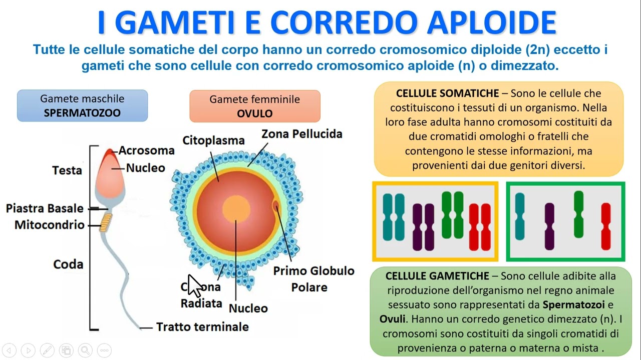MEIOSI E CROSSING OVER