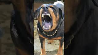 Rottweiler Dog Aggressive Barking Training