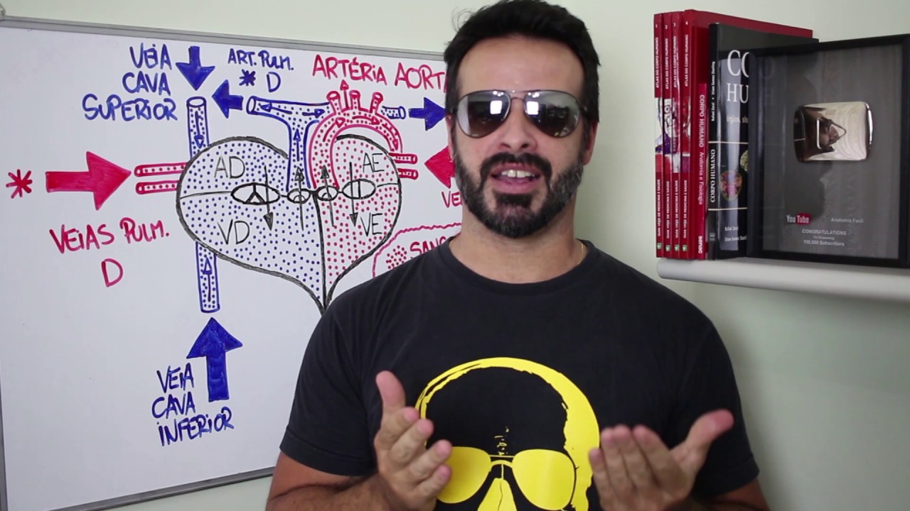 O Que é Vaso Na Anatomia O Que é Vaso Na Anatomia