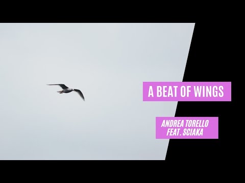 A BEAT OF WINGS - Andrea Torello feat. Sciaka (Official Video)