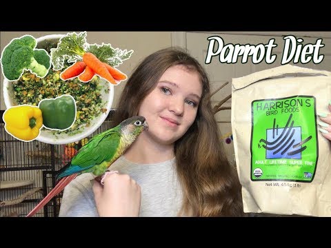 YouTube video about: Can you feed cockatiels wild bird food?