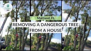 Removing A Dangerous Tree From A House In Maitland, FL