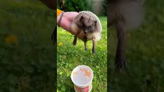 Download lagu his is why we crush our recyclables! 🦔♻️ mp3