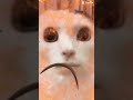 So Wake Me Up When Its All Over Cat