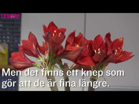 Knep - så håller du amaryllis fin längre