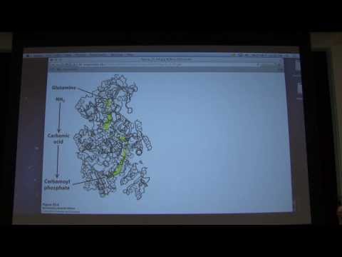38   Kevin Ahern's Biochemistry   Prostaglandins and Nucleotide Synthesis