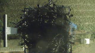 Oregon · Salem · Electric Osprey live stream