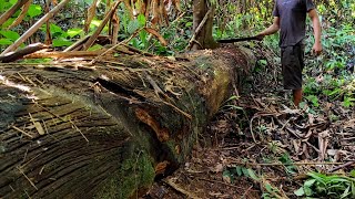 Download lagu Penemuan Kayu Ulin..!! tumbang puluhan tahun di pedalaman hutan kalimantan... mp3 Download lagu Penemuan Kayu Ulin..!! tumbang puluhan tahun di pedalaman hutan kalimantan... mp3