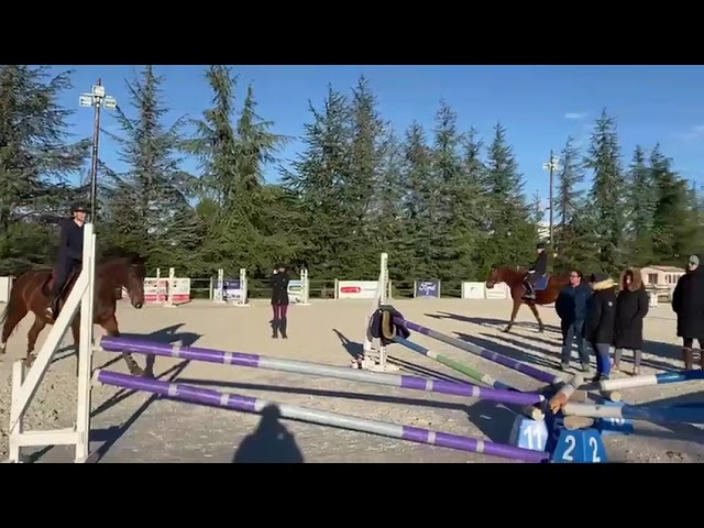 Castrone Origine non conosciuta  In vendita 2013 Baio