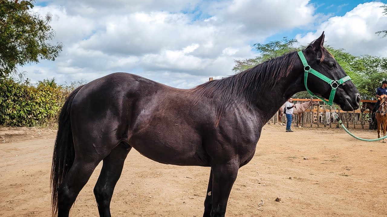 FEIRA DE CAVALO DE ALTINHO PE, SÁBADO, 05/10/24 #nordeste