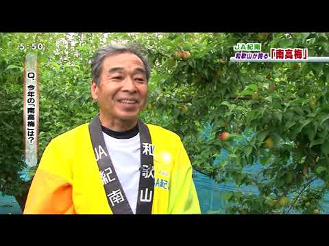 20200611JA紀南和歌山の南高梅