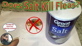 How To Eliminate Fleas With Salt | Does Salt Work Against A Flea Infestation?