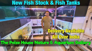 New Fish Stock at The Peixe House Nature & Aquarium Gallery I Delivery Available All over India