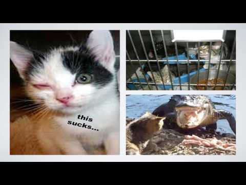 Feline Health, Behavior and Stress in the Shelter