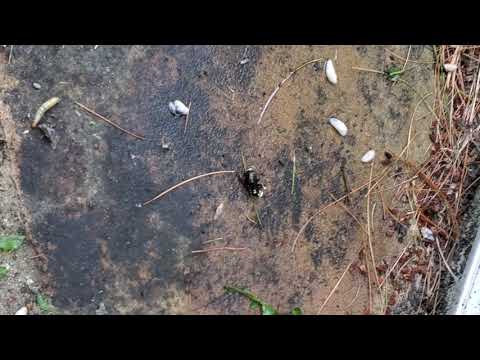 Bald-Faced Hornets Nesting in Soffit in Manalapan, NJ