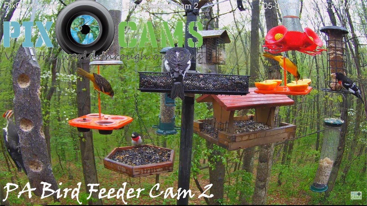 Live webcam view of Comederos de Aves del Dosel