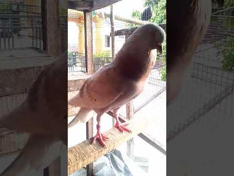 suara merpati jantan