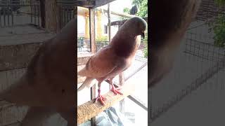 Download lagu suara merpati jantan mp3