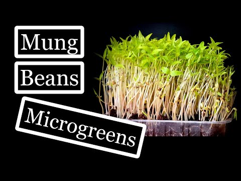 Growing Mung Beans Microgreens