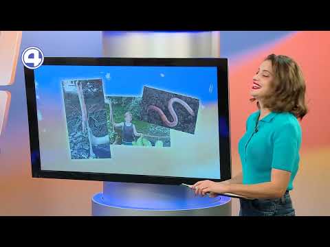 Обнаружен гигантский червь: новый питомец мальчика из Новой Зеландии